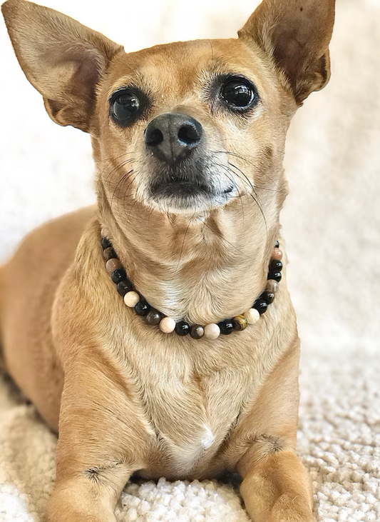 Dog Crystal Collar