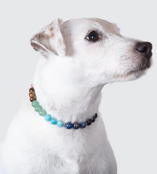 Dog Crystal Collar
