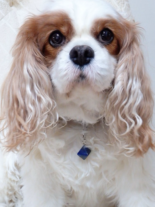 Dog Crystal Collar